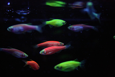 GloFish Tank