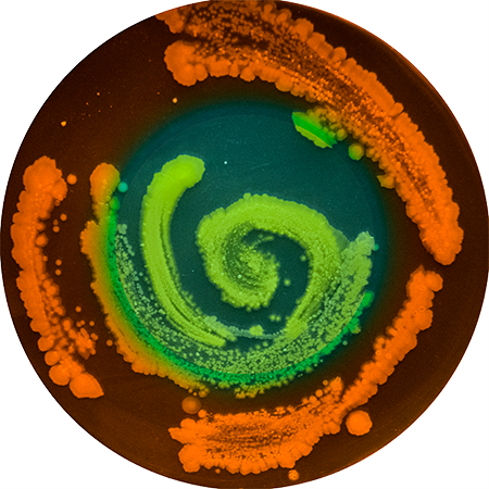 Microbe portraits from Darren's bellybutton microbe sample by Joana Ricou