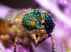 Grand Prize winner - striped horsefly by Mickey C. Moten